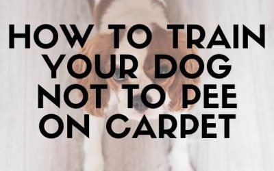 How To Train Your Dog NOT To Pee On Carpet