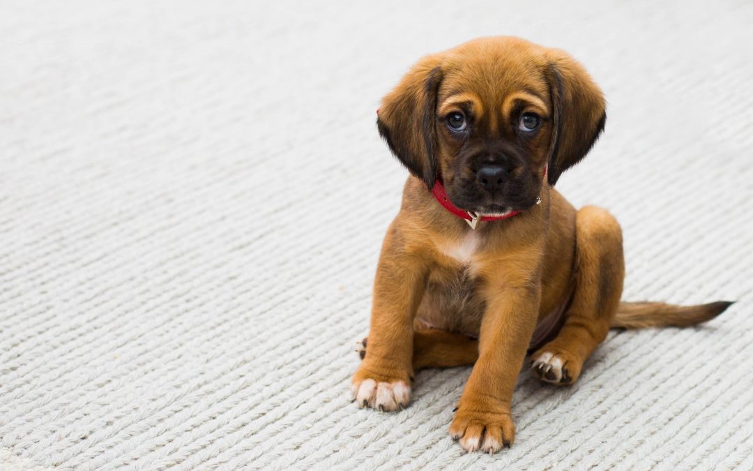 3 Best Methods To Remove Pet Stains From Carpet